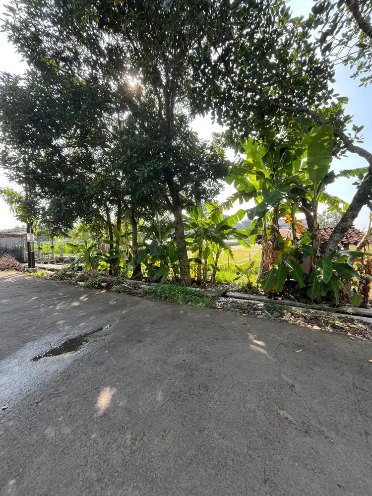 TANAH CANTIK SHM SAWAH KOTAK PERSEGI - LOKASI STRATEGIS DI MAGUWOHARJO