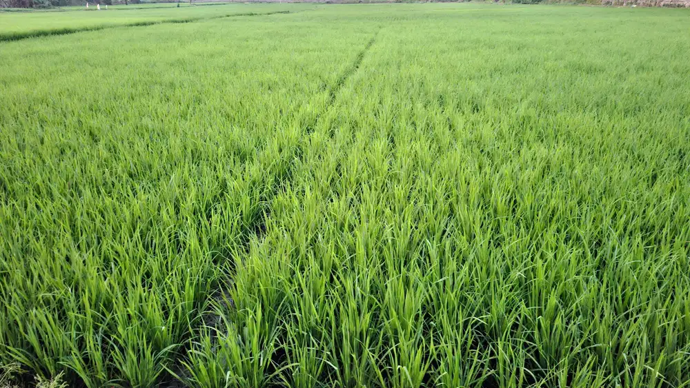 JUAL CEPAT TANAH SANGAT STRAREGIS BALEENDAH BANDUNG SELATAN