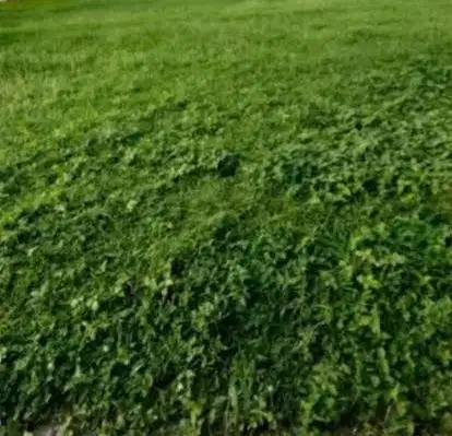 Jual Murah dan Rugi Kavling di Grand Pakuwon, Surabaya