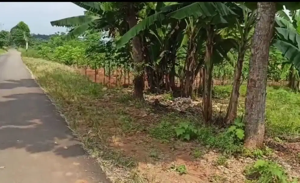 Tanah ploting kuning dekat kampus kesehatan kajen
