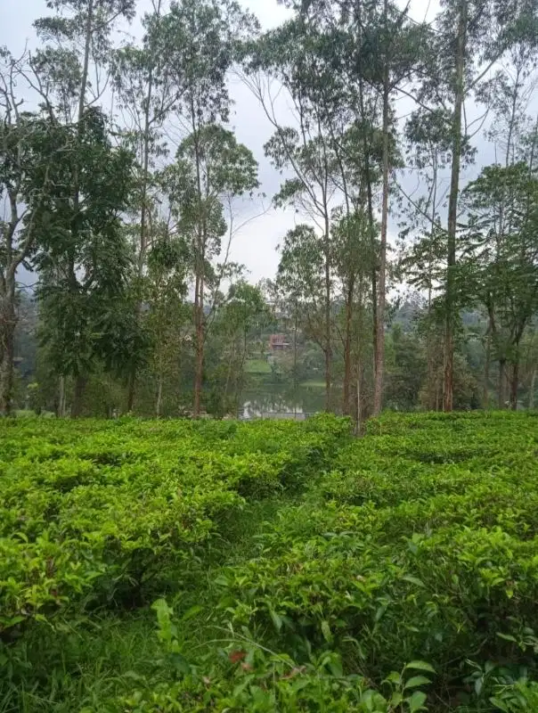 JUAL CEPAT TANAH UNTUK VILA PANGALENGAN BANDUNG SELATAN