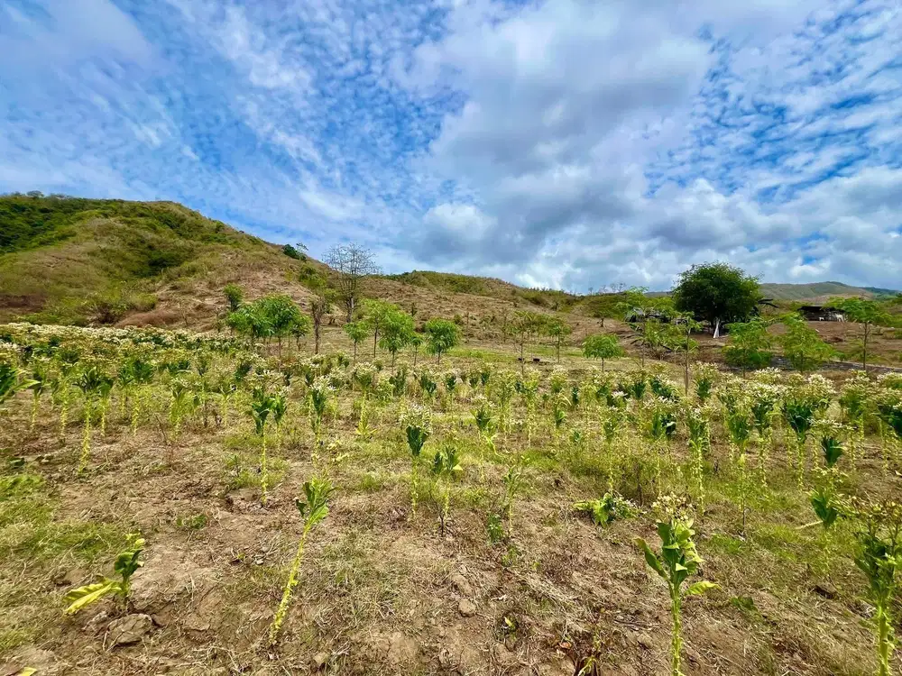 Tanah murah dekat pantai lancing dan tampah lombok. Cocok untuk villa