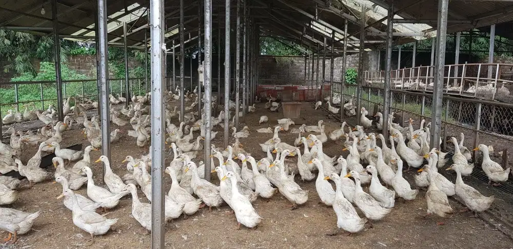 Dijual Untung, Tanah dan Bangunan Peternakan di Subang