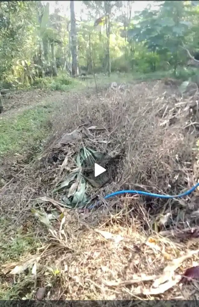 Dijual murah tanah kebun Wonosalam, Jombang