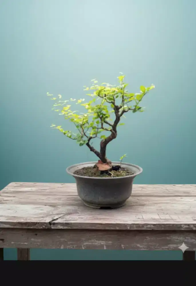 Bonsai Sianci Cherry Barbados