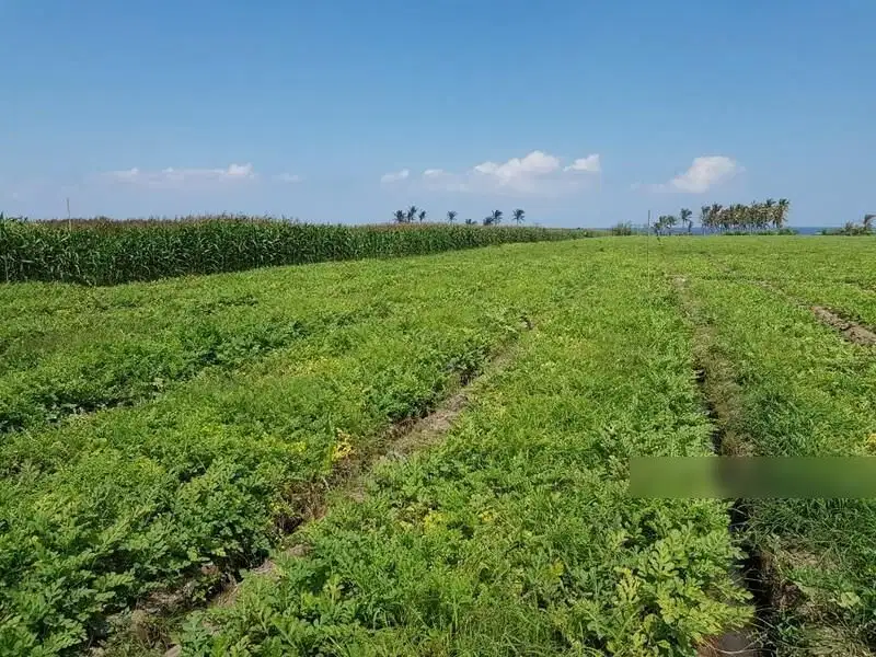 Dijual Murah Lokasi Tanah Exclusive Di Pantai Pasut, Tabanan Bali.