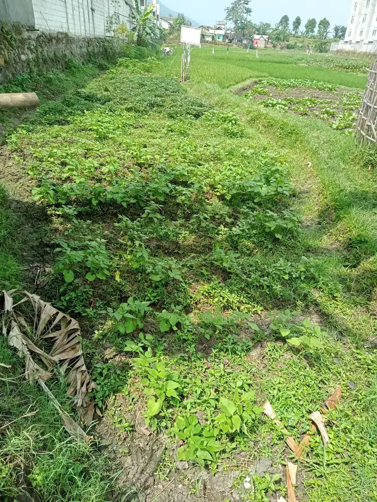 Jual tanah timur bandung untuk kosan