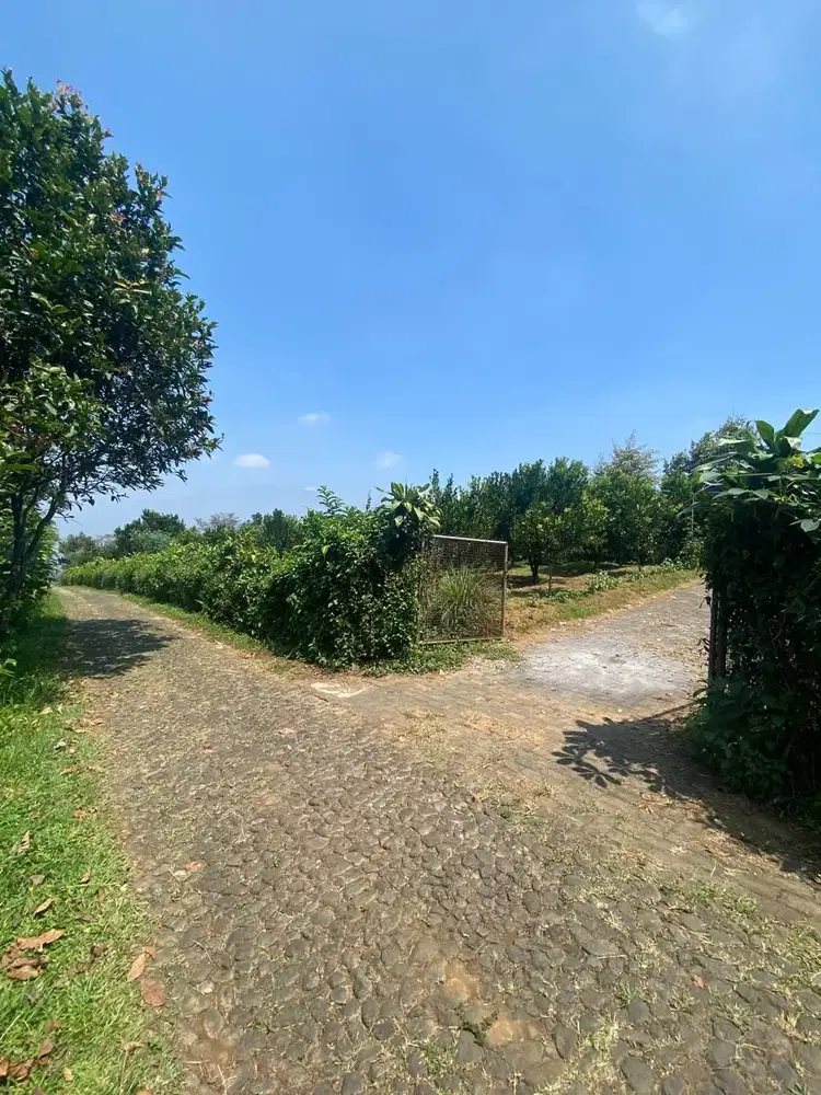 LAHAN KEBUN JERUK LOKASI BUMIAJI KOTA BATU