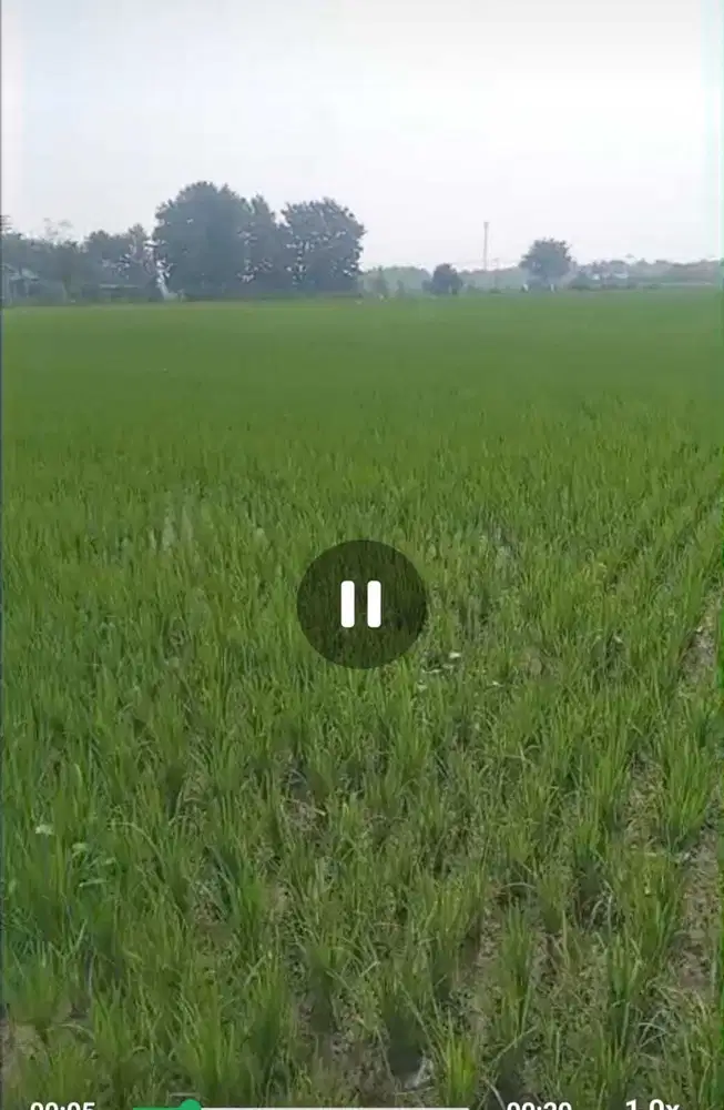 Dijual tanah pertanian di perkampungan Ngoro, Jombang