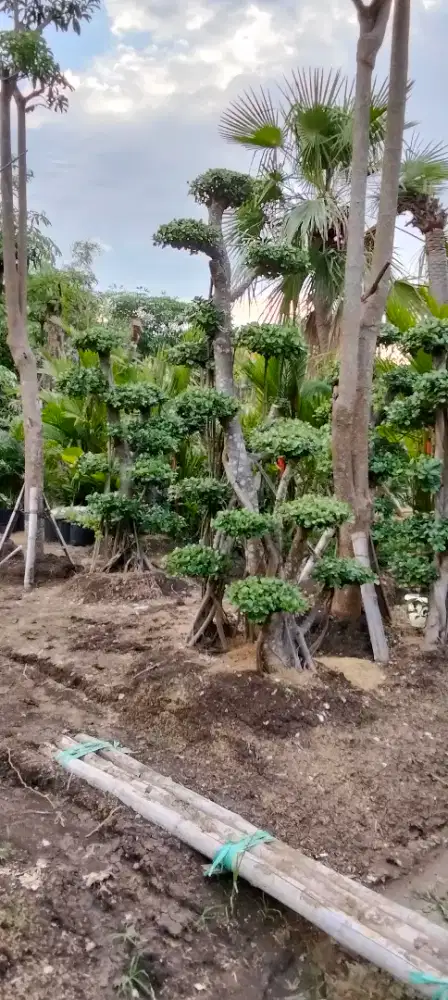 Penjual segala macam bongsay