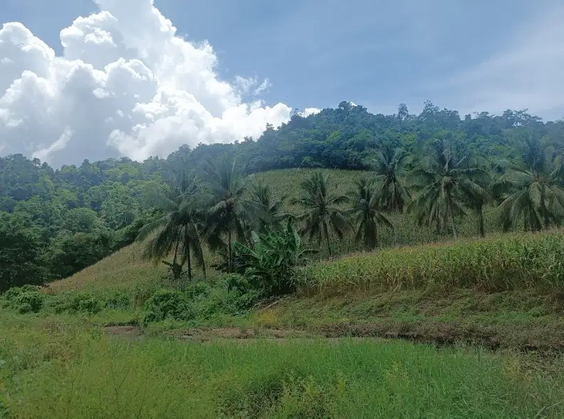 Dijual Tanah Seluas 2H Seharga Rp 660Jt di Lolak - Sulsel