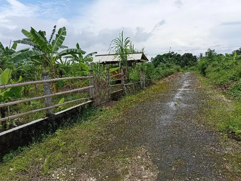 jual tanah siap bangun Tabanan Sukarno 140m2 300jt nego