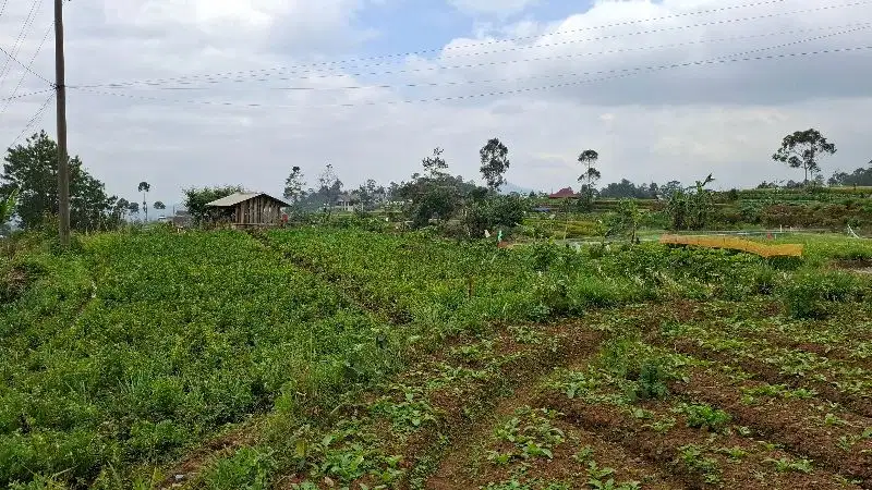 JUAL CEPAT TANAH CIWIDEY BANDUNG SELATAN