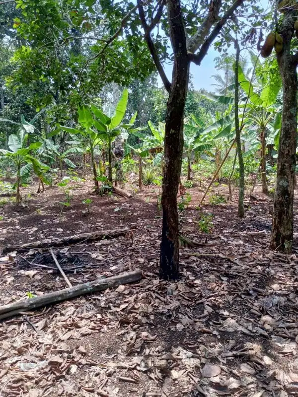 dijual tanah diperbatasan cisauk