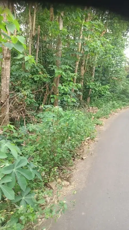 dijual tanah di perbatesan cisauk