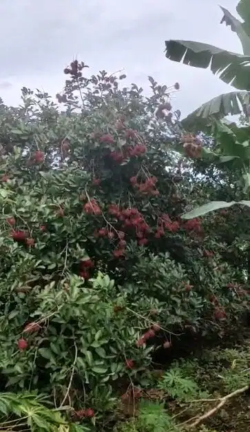 DIJUAL TANAH KEBUN DAERAH PAKATTO 1,1 HEKTAR