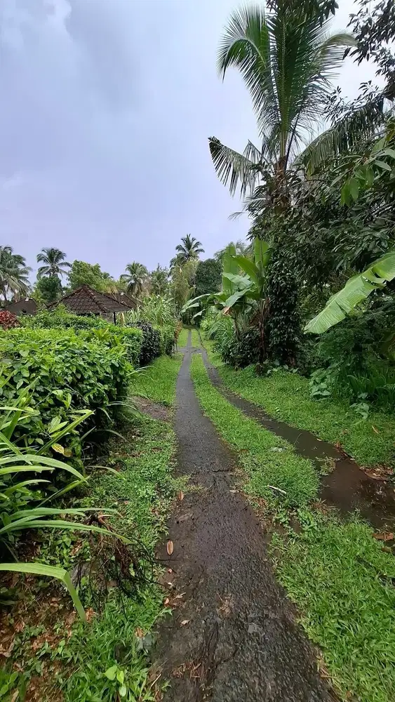 Jual tanah selemadeg tabanan 10are bonus rumah