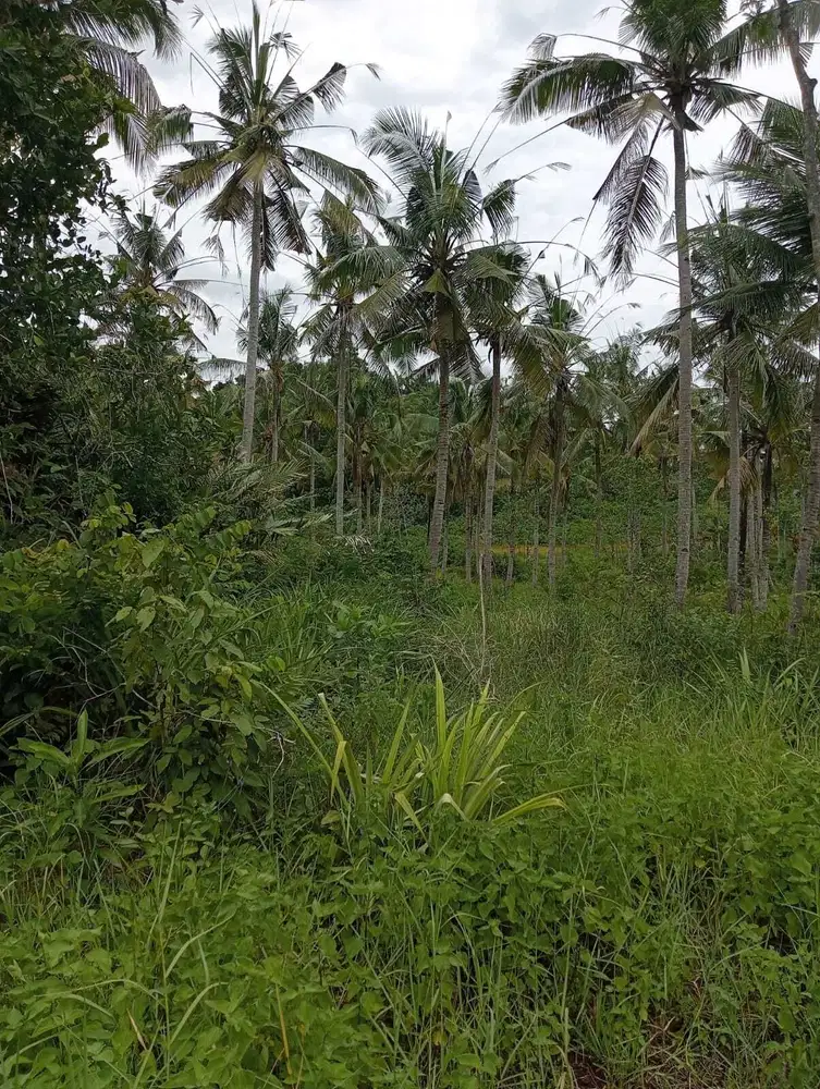 TANAH MURAH SUMBER MANJING WETAN MALANG