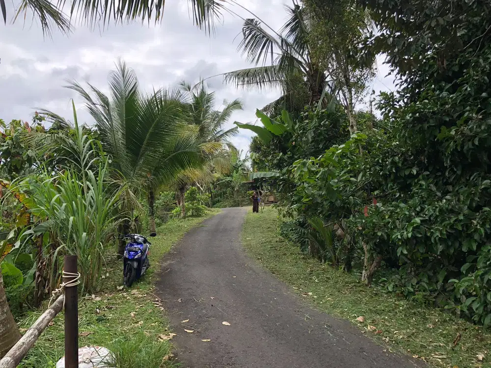 Dijual tanah kebun durian Blimbing dekat exit tol selemadeg tabanan