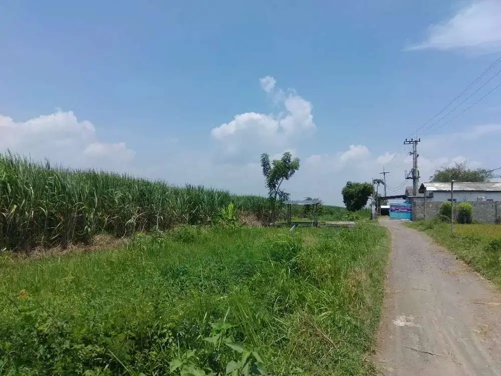 Dijual Ladang tebu 10ha di Situbondo