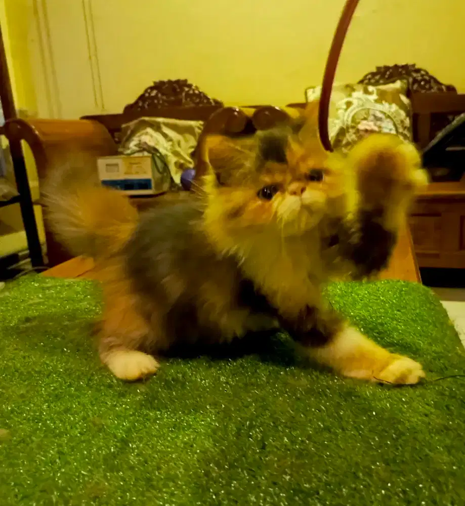 persian peaksone extreem kitten dilute calico