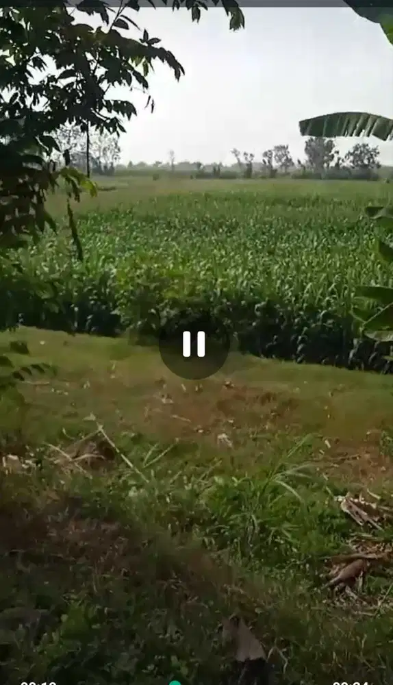 Dijual tanah sawah pertanian aktif nol jalan aspal Ngoro, Jombang
