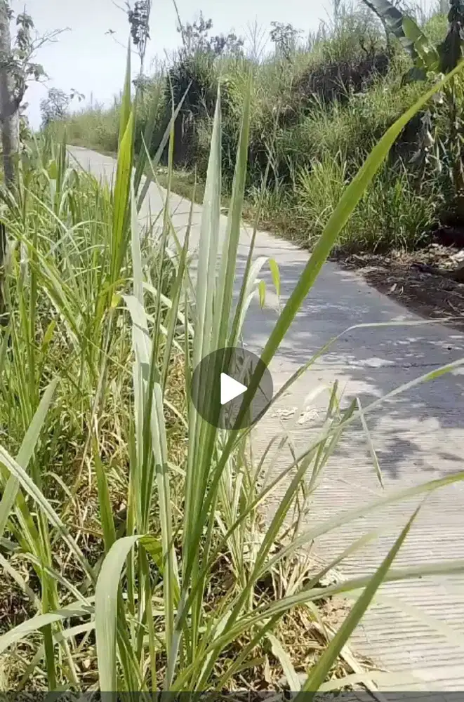 Dijual tanah subur untuk kebun, peternakan, dekat mata air Bareng, Jombang