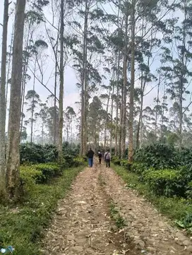 Tanah Cocok Buat Villa Dekat Situ Cileunca Pangalengan Bandung