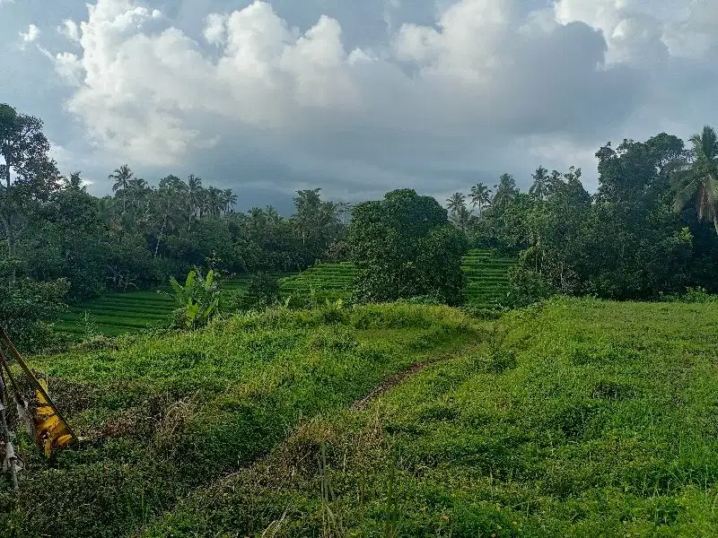 jual tanah Tabanan penebel peruntukan perumahan 140are 50jt/are Nego