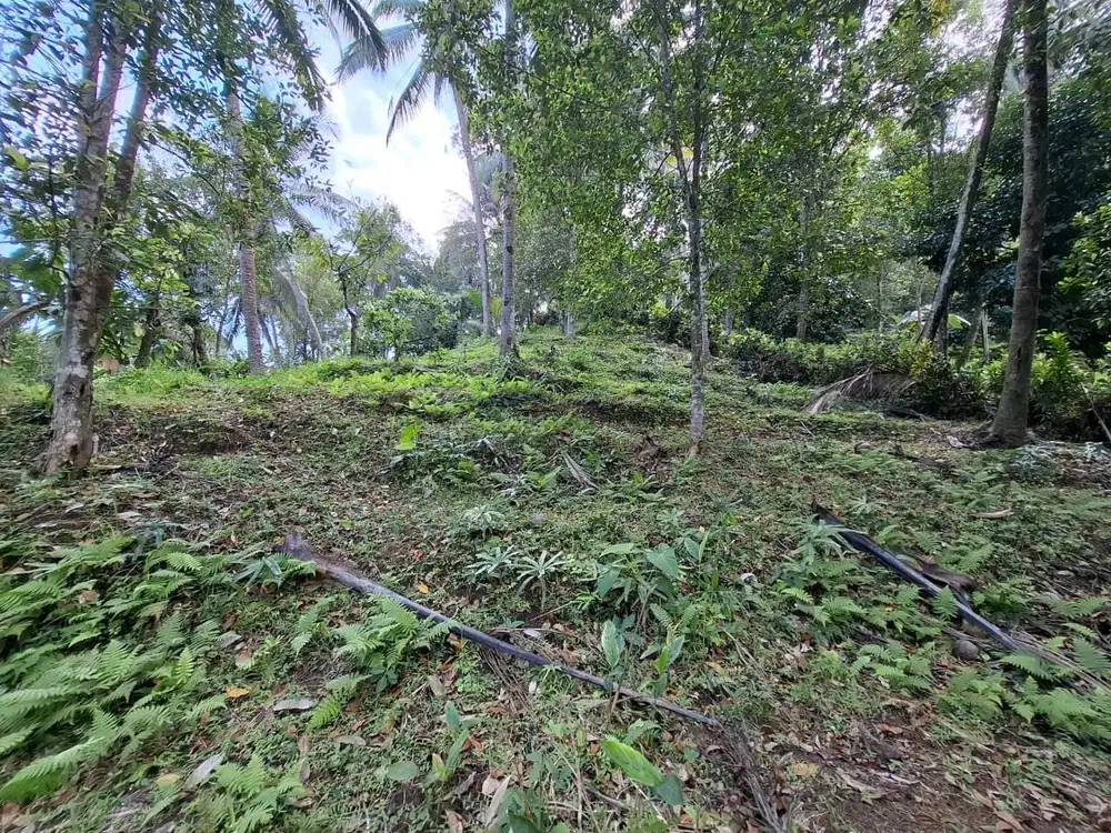 Dijual tanah kebun tempat strategis view laut di selemadeg barat tbn