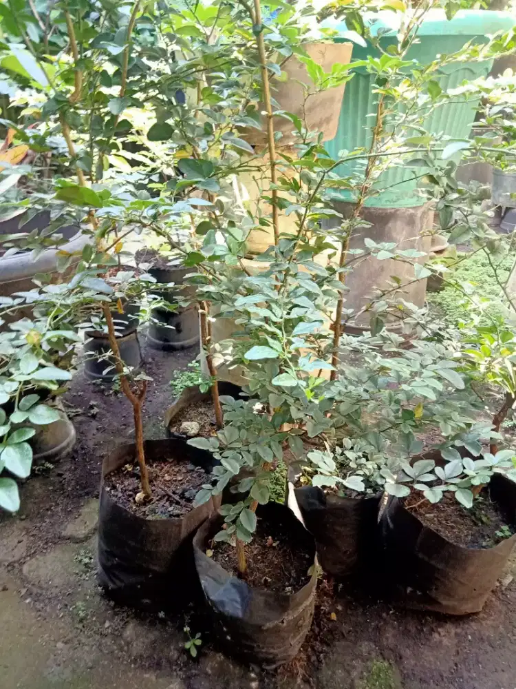 Tanaman jeruk kingkit