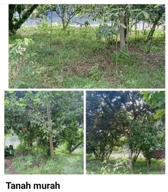 dijual tanah Rumpin dkt BSD.