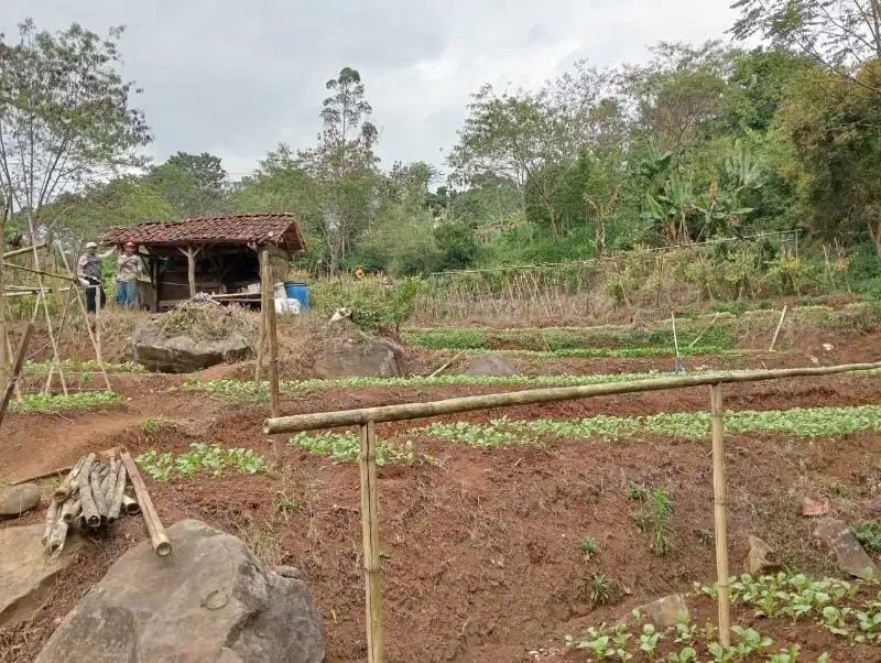 Dijual Tanah Padat Cocok buat Villa Gambung Ciwidey