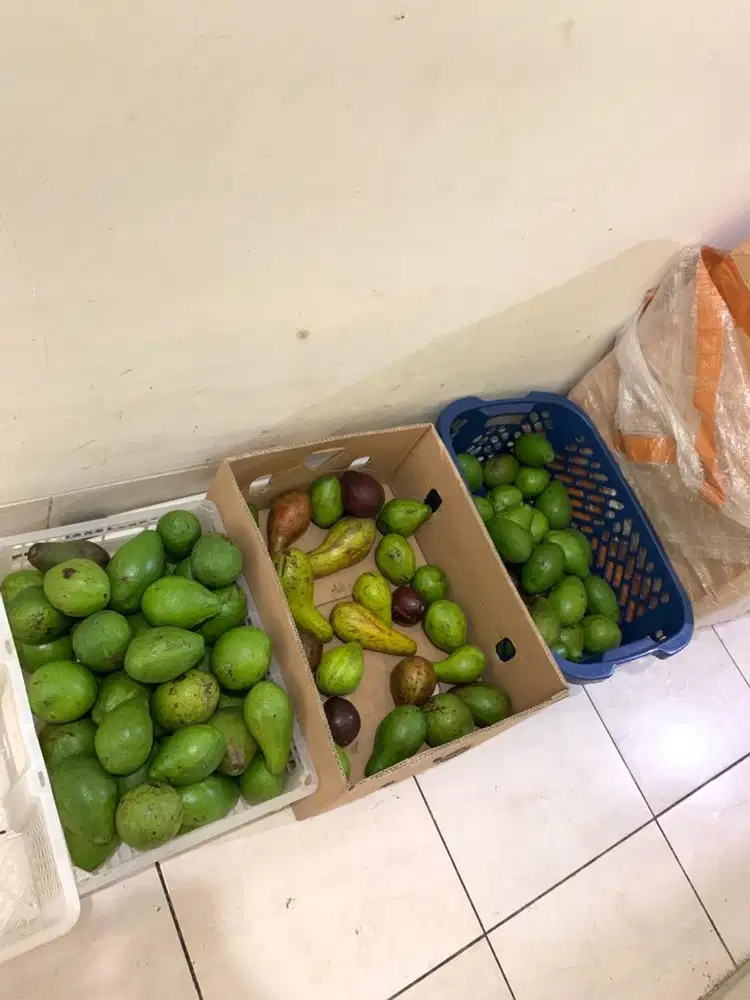 JUAL ALPUKAT MENTEGA MURAH BALIKPAPAN FREE ONGKIR