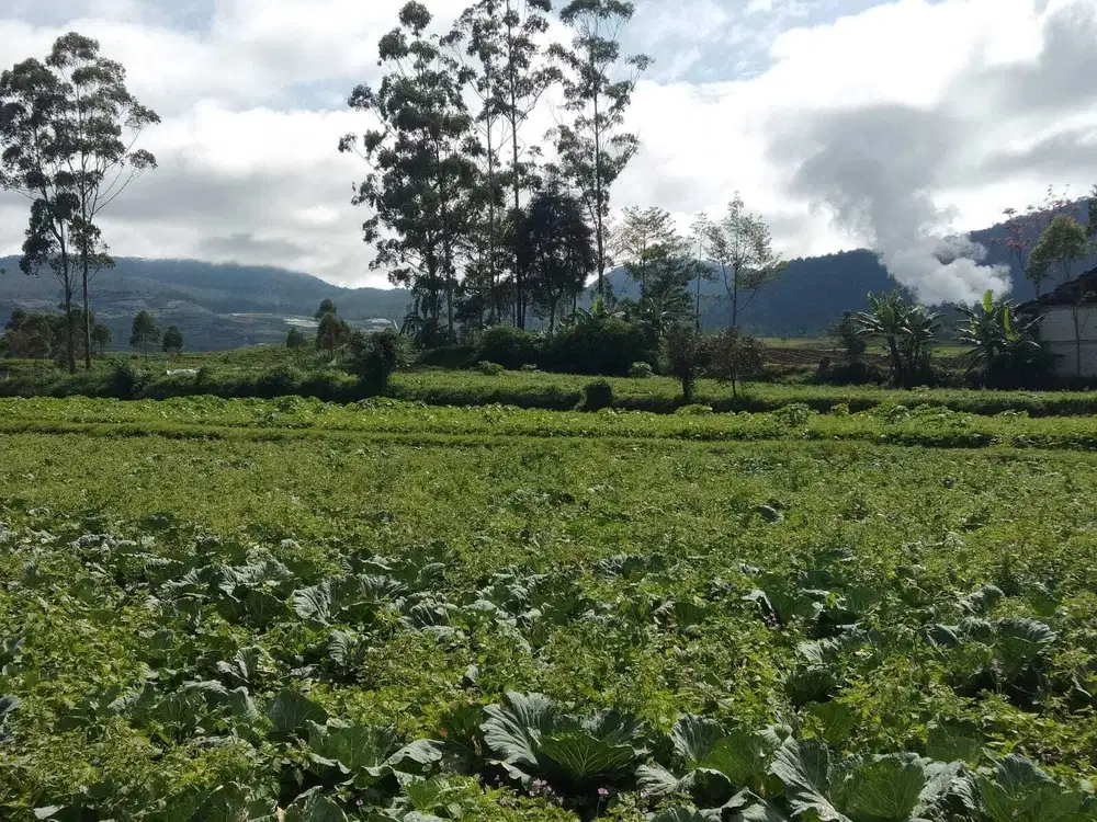 Jual Tanah Cocok Buat Villa Pertanian View Gunung Malabar Pangalengan