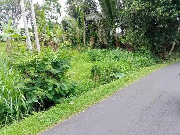 Dijual Tanah kebun desa mengesta bagus buat investasi