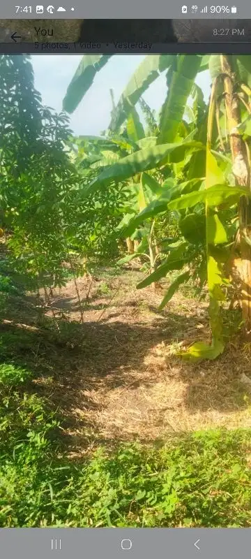 tanah kontrak di umalas tunon dekat Berawa