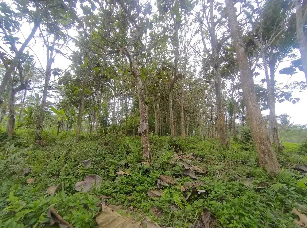 Dijual tanah Ubud taro Payangan