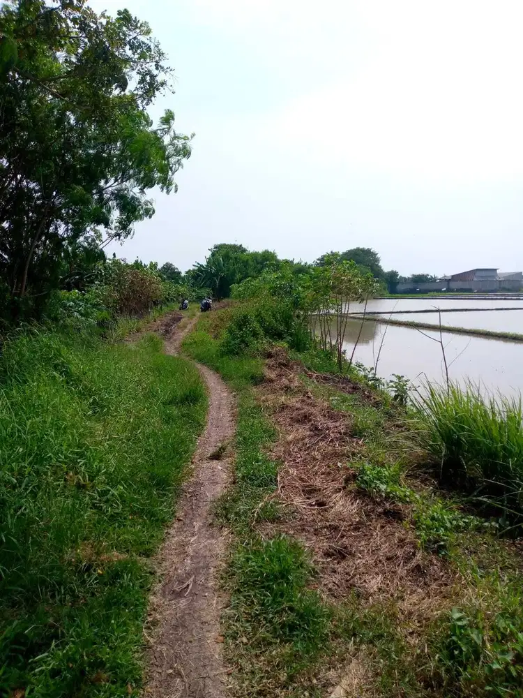 Dijual Tanah Sawah di Sepatan dekat Emerald Residence, luas 5.000m2