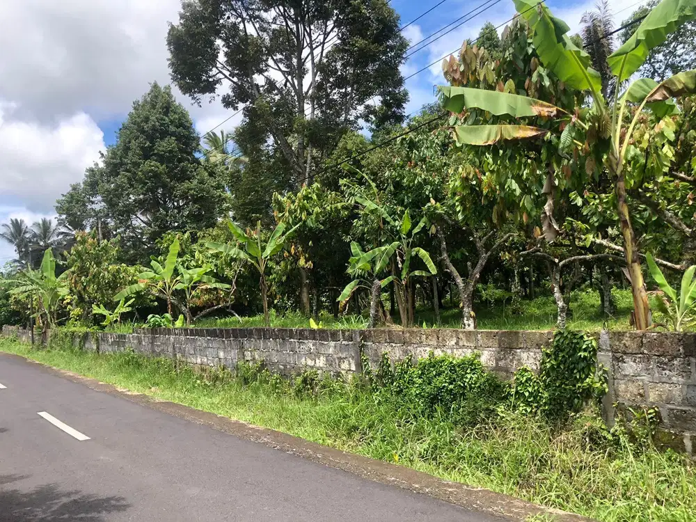 Dijual tanah kebun durian marga Tabanan