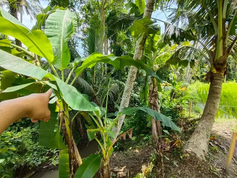 Di jual Tanah pejeng kangin dekat Hosinoya Resort