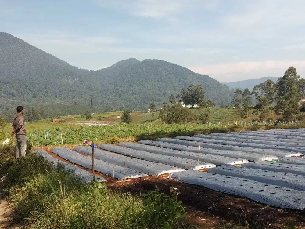 Dijual Tanah Datar View Pegunungan Pangalengan