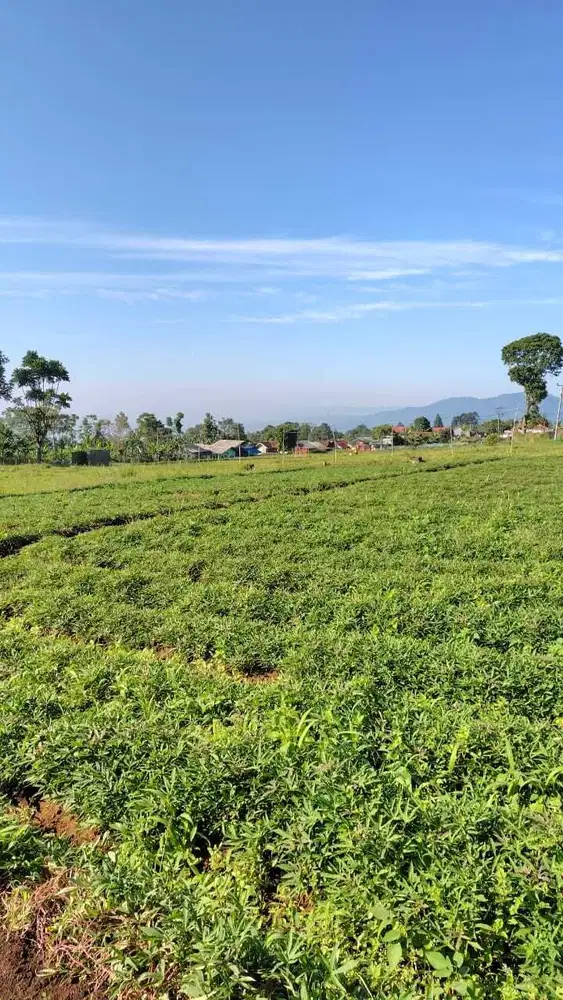 Dijual Tanah 8.680 m2 Cugenang, Cianjur