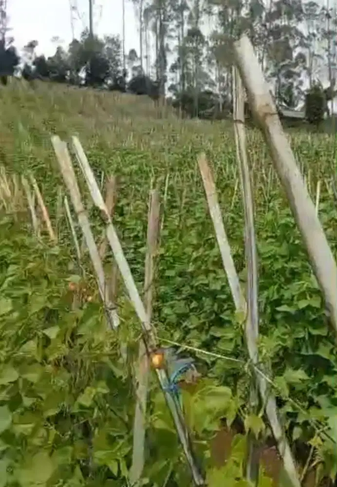 Tanah 1,5 Ha, Kebun subur PANGALENGAN Bandung