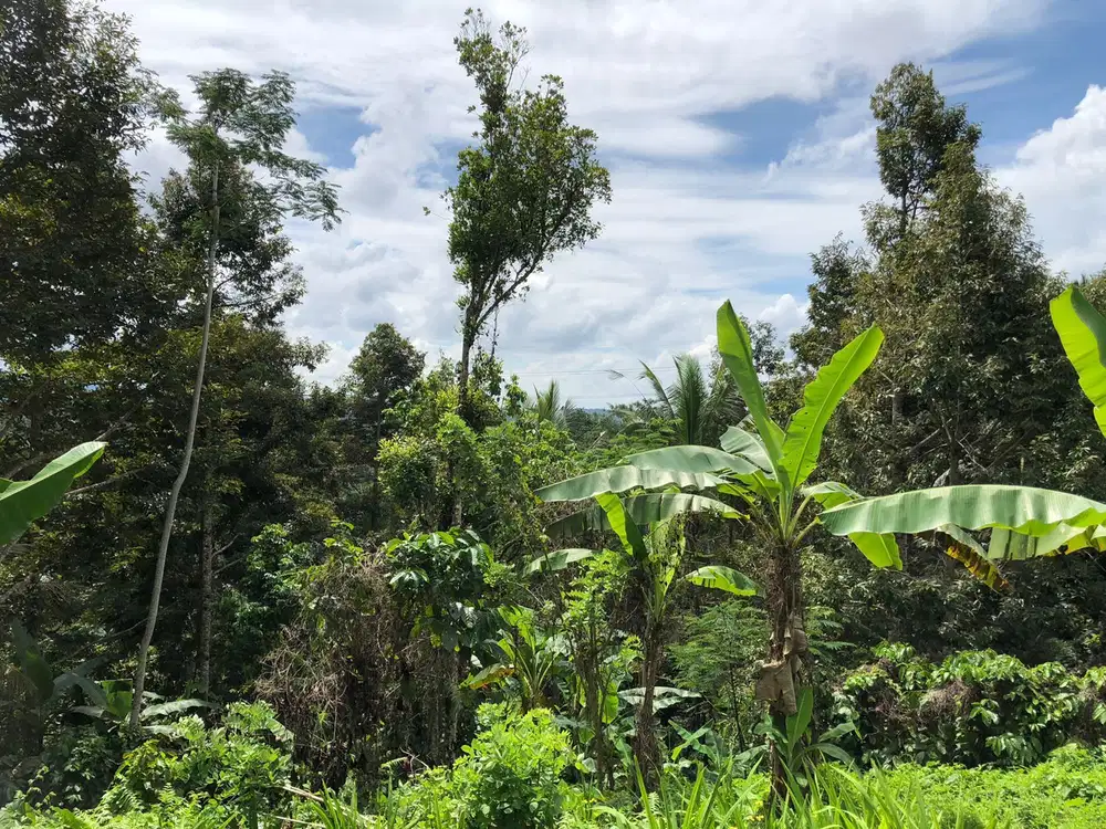 Dijual tanah kebun durian antosari dekat exit tol tabanan