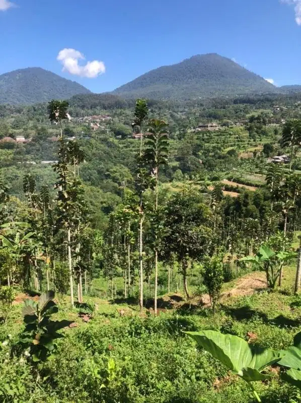 Tanah view baturiti tabanan