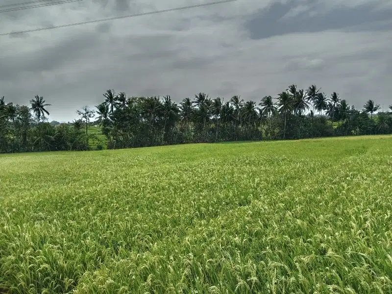 Tanah Lokasi Kaba-Kabar View Sawah Lingkungan Nyaman