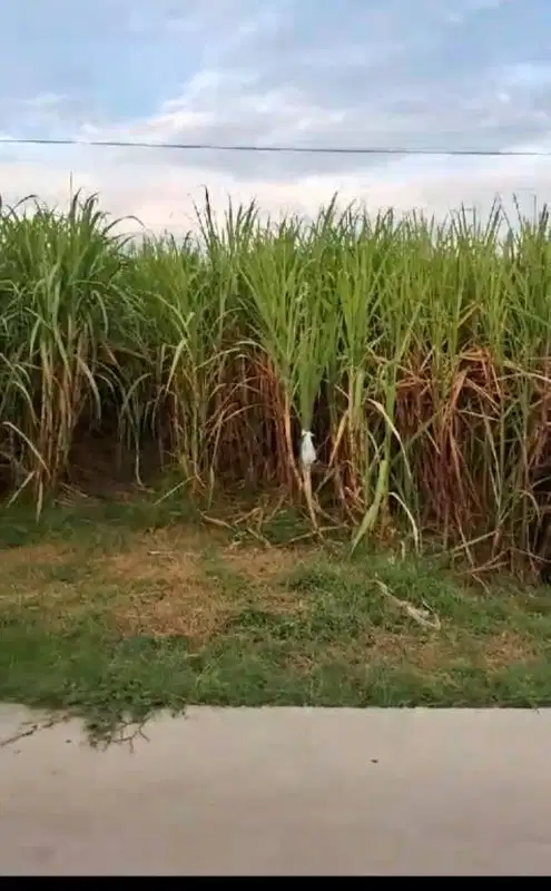 Jual tanah Murah   jetis Mojokerto    bagus untuk bangun perumahan