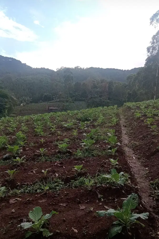 Tanah kebun pasir impun Cocok untuk bikin Villa dan kebun