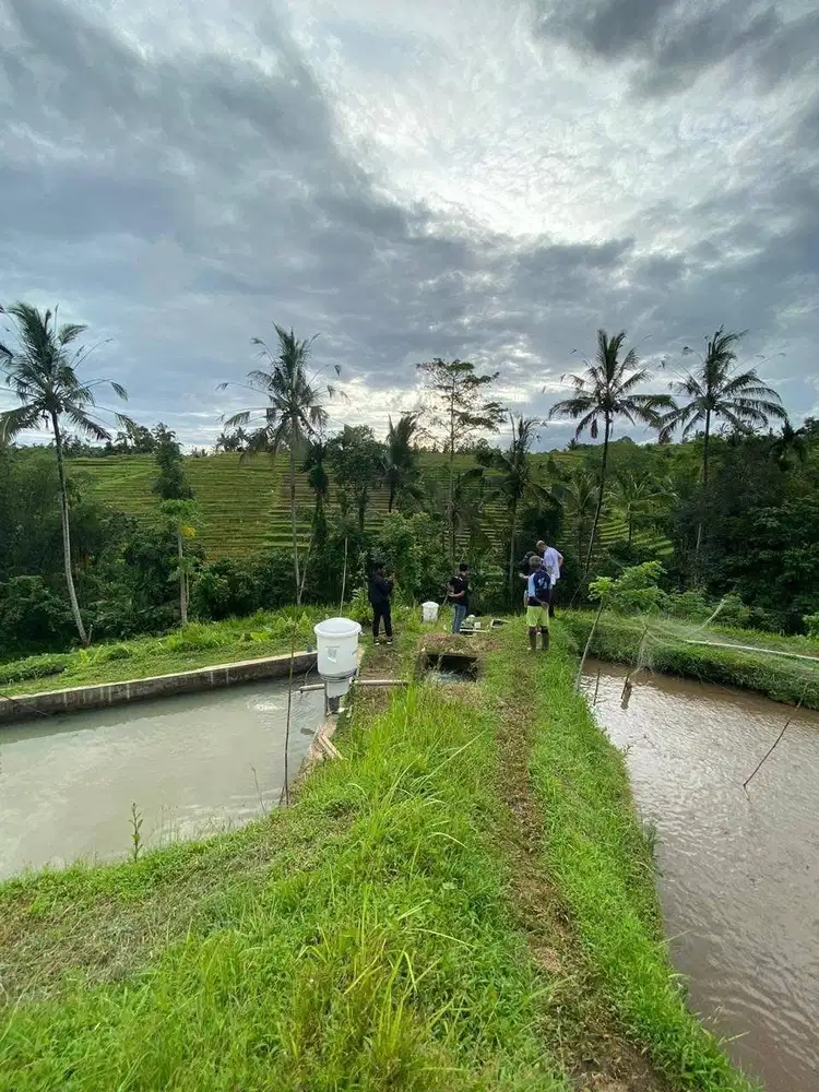 Jual tanah penebel tabanan